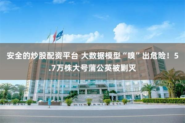 安全的炒股配资平台 大数据模型“嗅”出危险！5.7万株大号蒲公英被剿灭